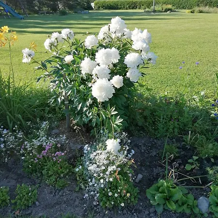 River Rose 4*