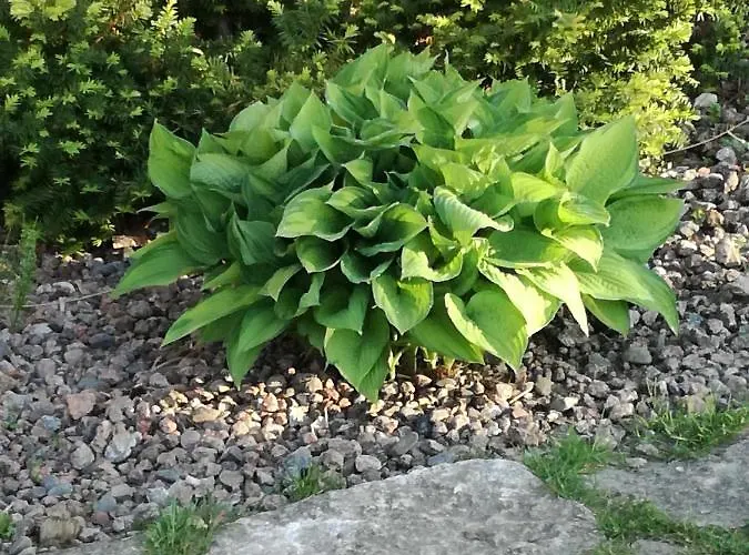 River Rose Penzion Jõesuu