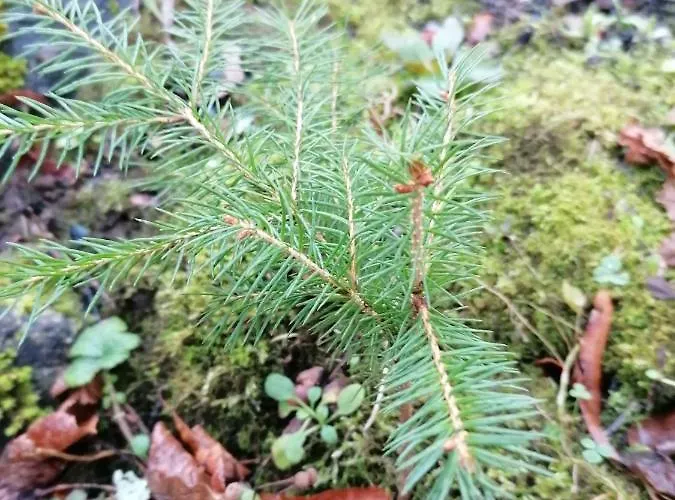 River Rose Penzion Jõesuu