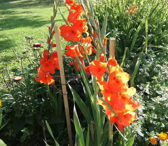 River Rose Vendégház 4*